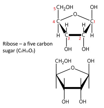 Chemical structure of ribose (Haworth projection).