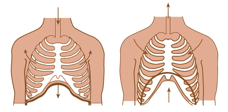 Mechanism of breathing: inhalation and exhalation.