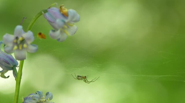 Small Spider Suspended On Web Anchored To Bluebell Stems In Natural Habitat, Macro Shot