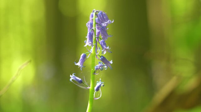The Common Bluebell (Hyacinthoides non-scripta) Blooming Against Green Bokeh Nature. Close-up Shot