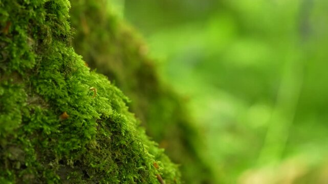 Green Moss Covering Tree Trunk With Bokeh Forest Background, Macro Shot shallow DOP