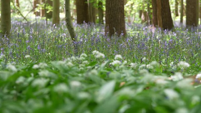 Wild Garlic And Bluebell Carpet On Woodland Floor With Tree Trunks, Spring Forest Ground Level Shot