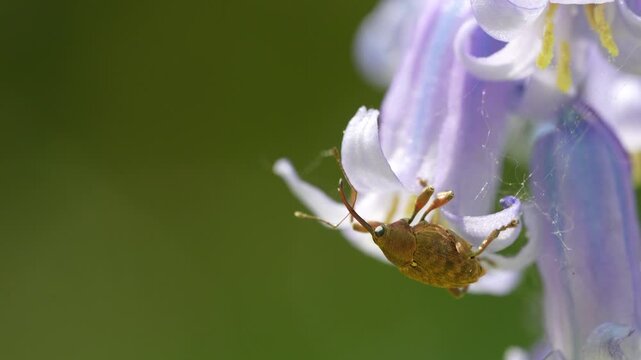 Weevil Resting On Common Bluebell Flower Against Green Bokeh Background, Macro Shot