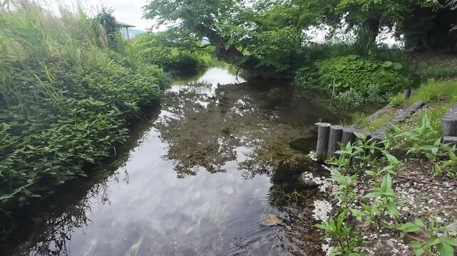 【秋田県美郷町】名水百選・六郷湧水群を流れる透明な清水川の風景