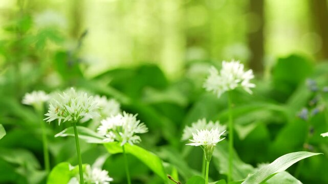 Wild Garlic White Flower Clusters On Long Stems With Bokeh Background, Ground Level Shot