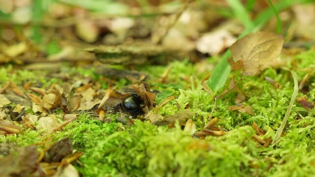 Large Hardworking Dung Beetle Digging In Forest Ground. Close-up Shot