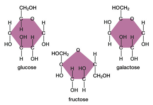 Cyclic structures of monosaccharides: glucose, fructose, and galactose.