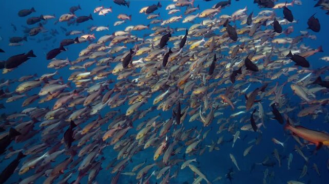 Underwater shot of large spawning aggregation of Twin Spot Snapper (Lutanus bohar) in Palau Marine Sanctuary