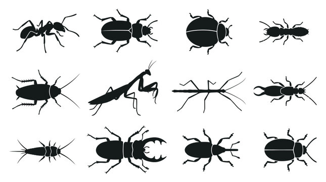 A flat vector silhouette set of 12 crawling insects including ant, beetle, ladybug, termite, cockroach, praying mantis, stick insect, earwig, silverfish, stag beetle, weevil, and leaf beetle, clean