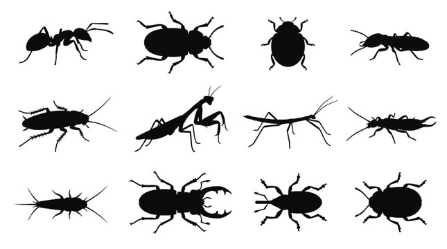A flat vector silhouette set of 12 crawling insects including ant, beetle, ladybug, termite, cockroach, praying mantis, stick insect, earwig, silverfish, stag beetle, weevil, and leaf beetle, clean