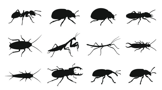 A flat vector silhouette set of 12 crawling insects including ant, beetle, ladybug, termite, cockroach, praying mantis, stick insect, earwig, silverfish, stag beetle, weevil, and leaf beetle, clean