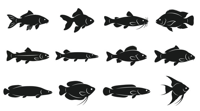 A premium vector silhouette icon set featuring 12 freshwater fish species including koi carp, goldfish, catfish, tilapia, trout, pike, perch, carp, arapaima, gourami, snakehead fish, and angelfish