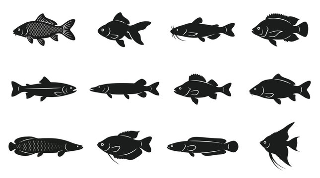 A premium vector silhouette icon set featuring 12 freshwater fish species including koi carp, goldfish, catfish, tilapia, trout, pike, perch, carp, arapaima, gourami, snakehead fish, and angelfish