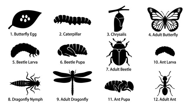 A flat silhouette vector set of 12 insect life cycle stages including butterfly egg, caterpillar, chrysalis, adult butterfly, beetle larva, pupa, adult beetle, dragonfly nymph, adult dragonfly,