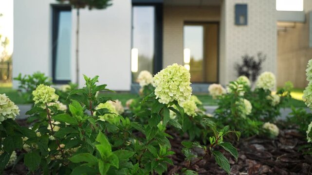 Elegant white panicle hydrangea flowers blooming in a landscaped garden with a modern house in the background, showcasing contemporary architecture and exterior design