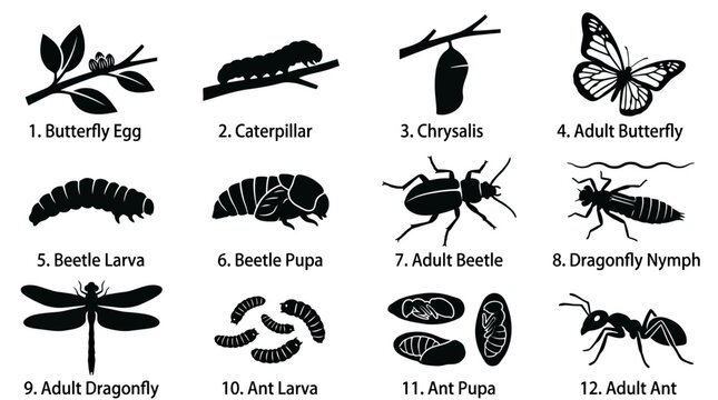 A flat silhouette vector set of 12 insect life cycle stages including butterfly egg, caterpillar, chrysalis, adult butterfly, beetle larva, pupa, adult beetle, dragonfly nymph, adult dragonfly,