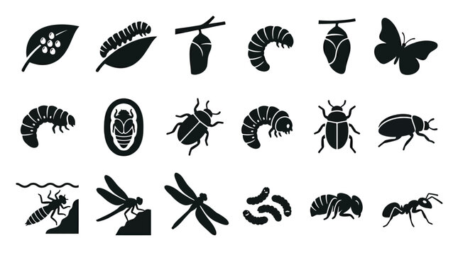 A flat silhouette vector set of 12 insect life cycle stages including butterfly egg, caterpillar, chrysalis, adult butterfly, beetle larva, pupa, adult beetle, dragonfly nymph, adult dragonfly,