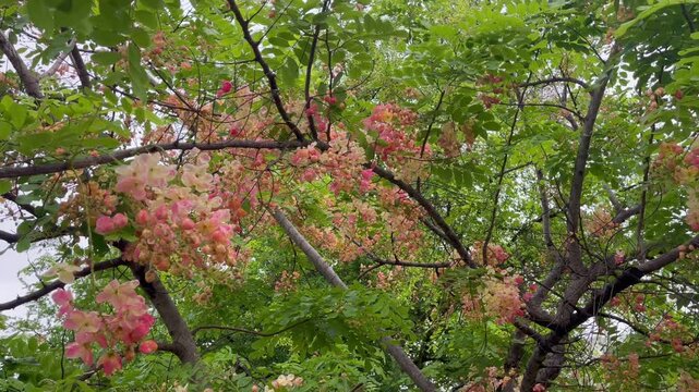 Green park surrounded by tropical plant garden , stock footage
