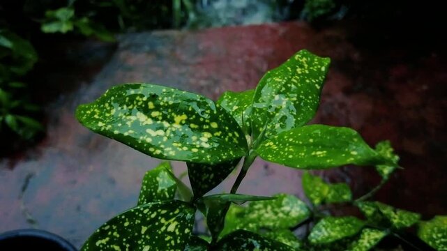 Wet Gold Dust plant leaves with yellow spots in garden under heavy rain shower. Rainy day video