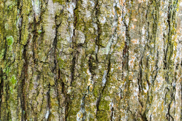 Fototapeta premium bark texture. bark texture with cracks that form a natural pattern.