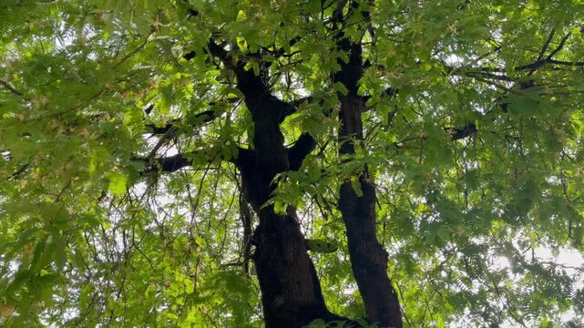 Green park surrounded by tropical plant garden , stock footage