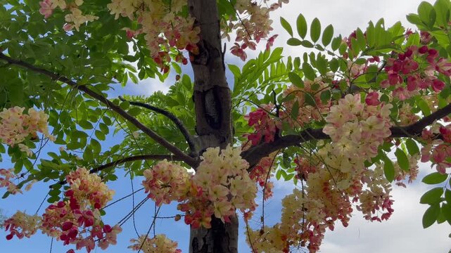 Green park surrounded by tropical plant garden , stock footage