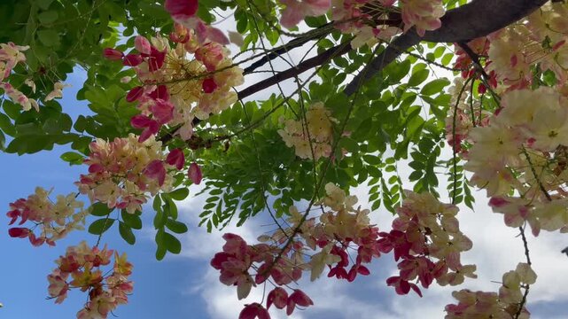Green park surrounded by tropical plant garden , stock footage