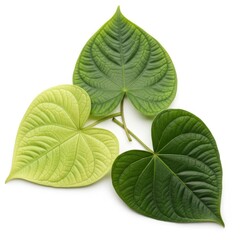 Obraz premium Fresh green shamrock leaves cluster on clean background isolated on white background