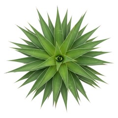 Obraz premium Green agave plant with sharp leaves isolated on white background isolated on white background