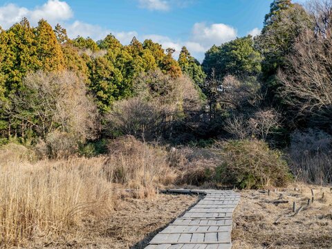 冬枯れの湿原に続く木道と青空