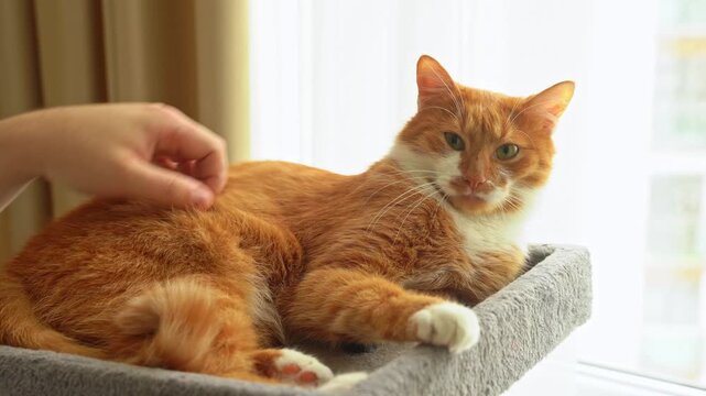 You pet the cat with your hand and it tries to playfully bite during interaction. Human animal bond, affectionate pet behavior, trust, playfulness and companionship.