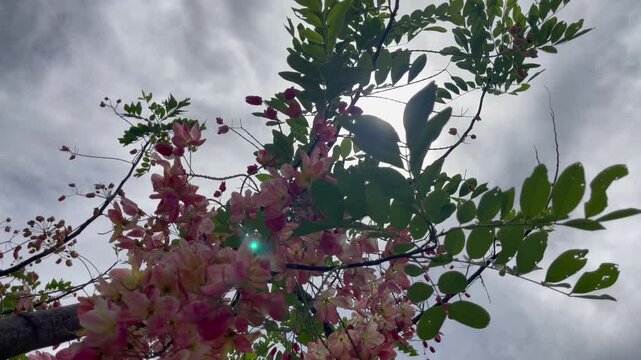 Green park surrounded by tropical plant garden , stock footage