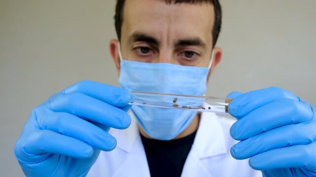 The tick laboratory is conducting an analysis. Selective focus.