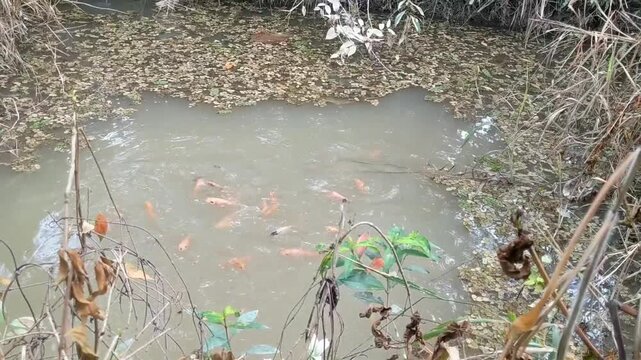 A group of tilapia fish being fed in the pond