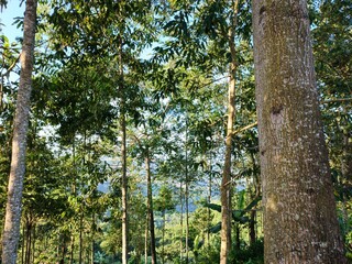 Fototapeta premium Sunlight Filtering Through Tall Tropical Trees in Forest