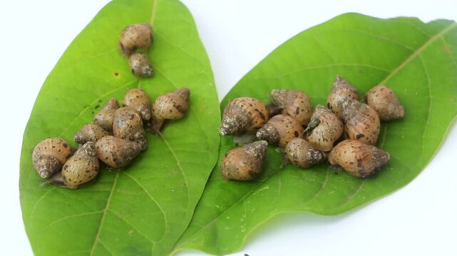 Group of young Achatina fulica snails clustering on green leaves. Macro photography highlighting detailed mollusk shells, tropical biodiversity, and small animal activity.