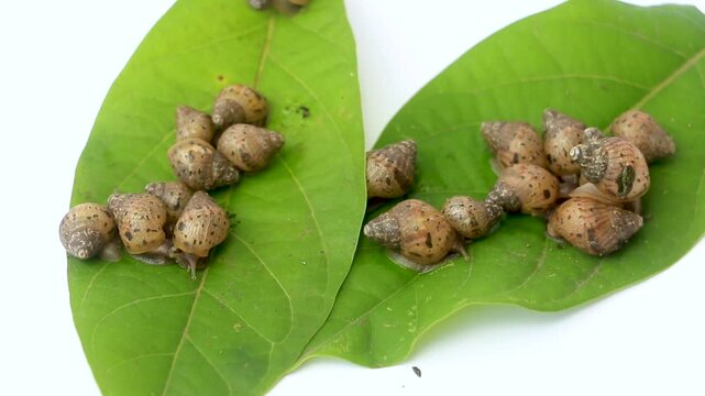 Group of young Achatina fulica snails clustering on green leaves. Macro photography highlighting detailed mollusk shells, tropical biodiversity, and small animal activity.
