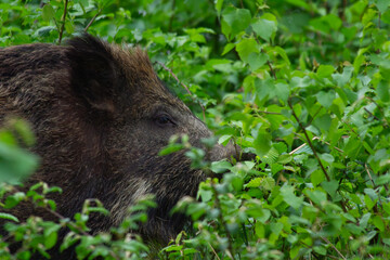 Wild boar hidden in green forest vegetation    Dzik ukryty w zielonej roślinności leśnej © Adrian White