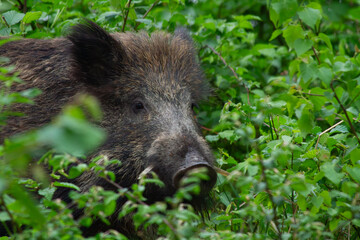Closeup of a wild boar sneaking in the bushes   Dzik skradający się w krzkach, ujęzie z bliska © Adrian White