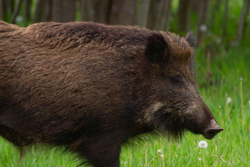 Wild Boar in Forest Meadow    Dzik na leśnej łące © Adrian White