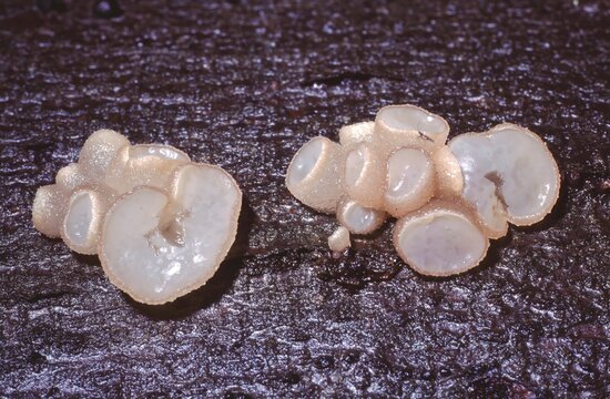Neobulgaria pura or Beech Jellydisc