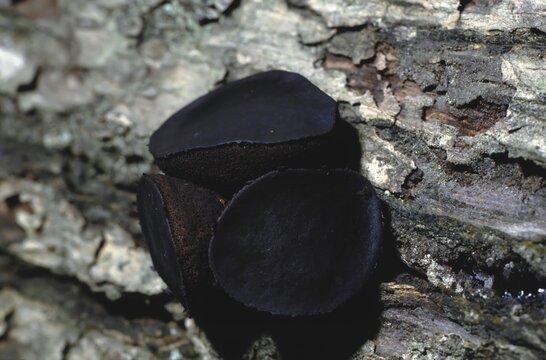 Bulgaria inquinans or Black Bulgar fungus