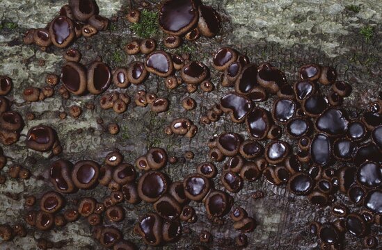 Bulgaria inquinans or Black Bulgar fungus