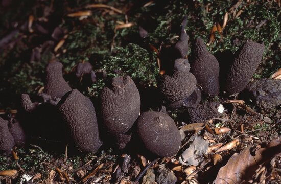 Xylaria polyorpha or dead man's fingers fungus