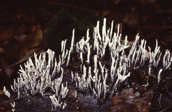 Xylaria Hypoxylen or Candlesnuff Fungus