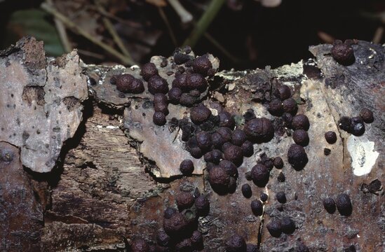 Hypoxylon fragiforme or  Beech Woodwart