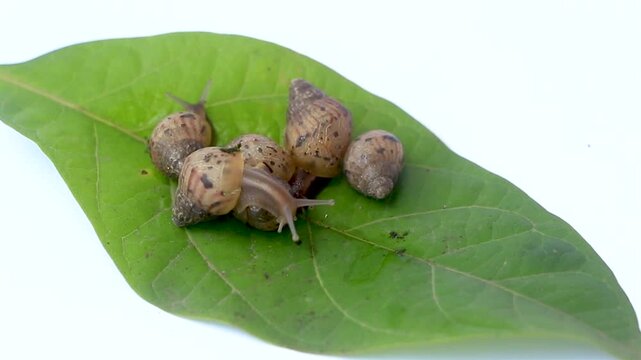 Macro close-up of juvenile Achatina fulica snails gathered on green leaves. Detailed shell texture and natural mollusk behavior in a vibrant tropical outdoor environment.