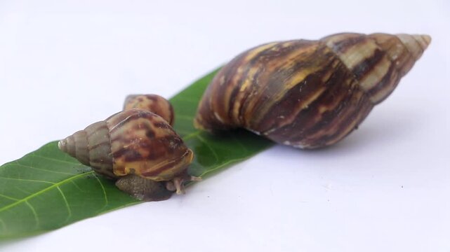 Close up macro footage of an Achatinidae land snail appearing and slowly crawling across a green leaf. Natural wildlife behavior of a mollusk with detailed shell texture, and isolated background.