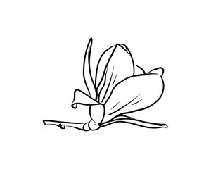 Set of elegant line art magnolia flowers in different angles. Minimalist outline style for seamless patterns, textile design, packaging, wedding stationery, branding, and decorative projects. © Elen_K.6