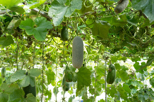 Winter melon cultivating on trellis in farm greenhouse